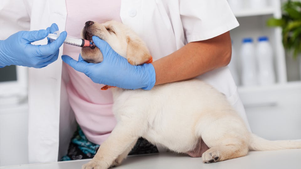 vet giving medicine orally to dog