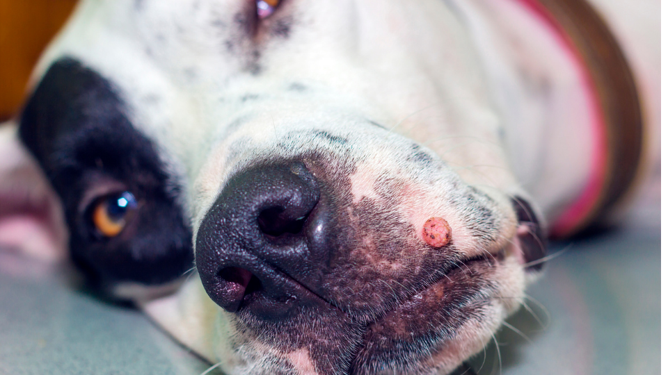 Learn the causes, symptoms, and treatment for canine oral papillomas (warts), with photos of dog papilloma stages you can reference before taking your pet to the vet.