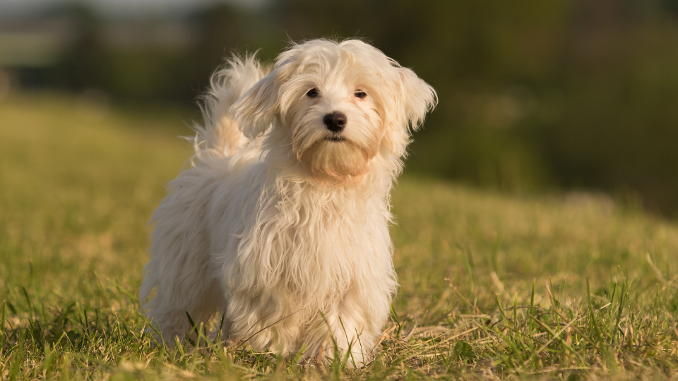 white havanese dog in meadow