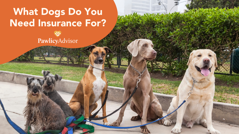 what dogs need insurance