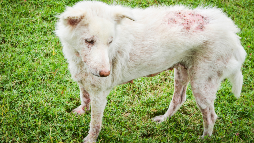 dog pyoderma from scabies
