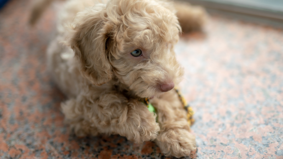 poodle puppy playing on the floor