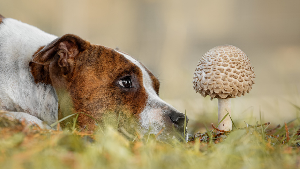 dog looking at a wild mushroom