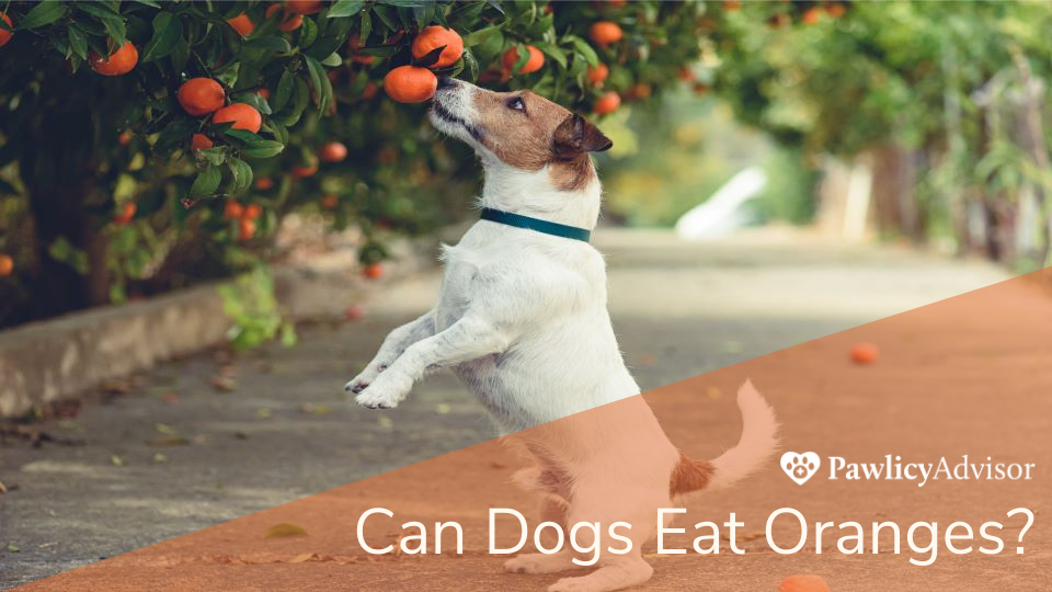 Jack Russel dog grabbing orange from tree