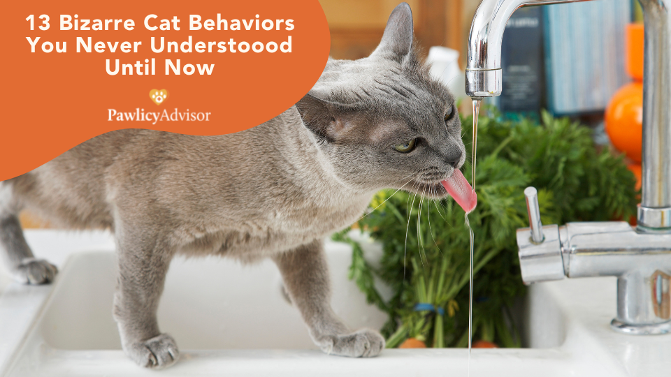 Ever wonder why your cat behaves weirdly sometimes? Here are 13 odd cat behaviors explained