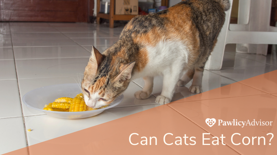 Cats can eat corn in small amounts of corn, but it’s best left as an occasional treat served in small amounts. Learn more about the risks from Pawlicy's veterinary advisor.