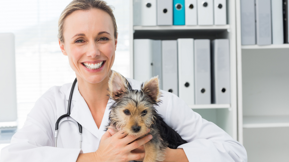 Veterinarian smiling and holding dog
