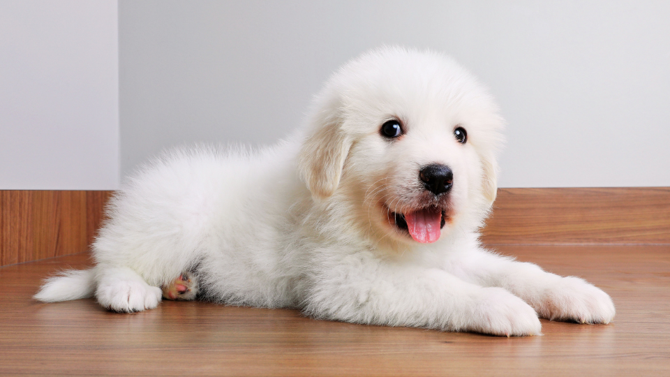 Our Great Pyrenees growth chart can help you monitor a puppy’s predicted size based on their estimated weight through each stage of development. Here's everything youy need to know about  about how big Great Pyrenees get, when they stop growing, and how to keep your pet healthy.