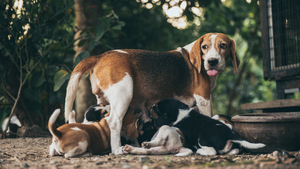 Beagle dog nursing her puppies outdoors