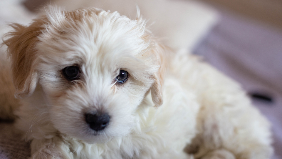Maltese puppy close-up