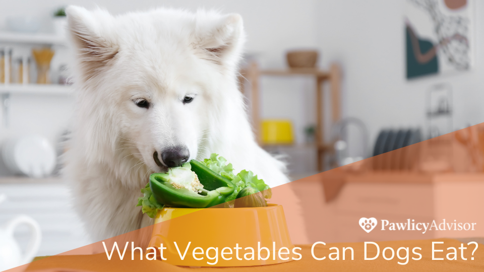White dog looking at bowl of vegetables