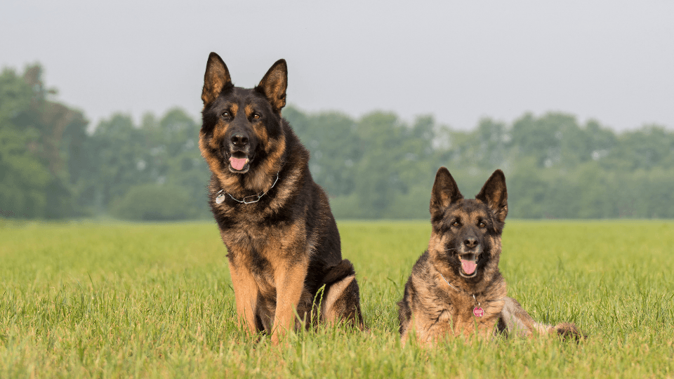 Two German Shepherds in grass field