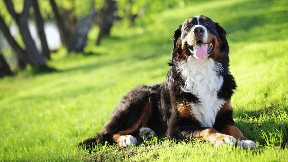 bernese mountain dog sunbathing
