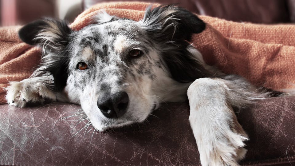 Pancreatitis in dogs can be a serious and costly health issue. Dr. Walther, DVM, details everything you need to know to detect, prevent, and treat this disease.
