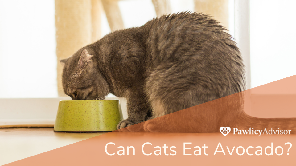 Cat eating from green bowl