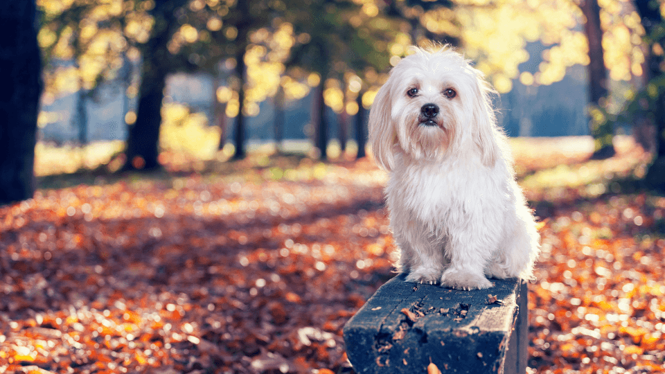 maltese portrait in autumn