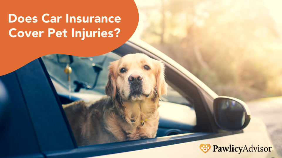 If your cat or dog was in a car accident, you may be able to get financial assistance for vet bills through your policy’s pet injury coverage.