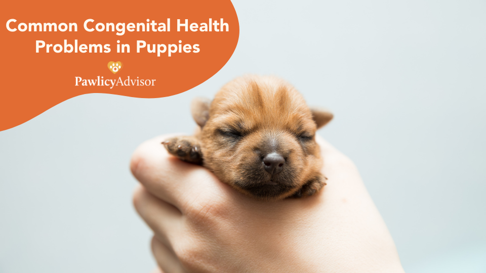 Learn more about the most common congenital puppy diseases and defects, how to tell if your pet has one, and how pet insurance can help.