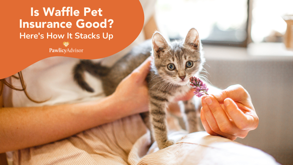 Read our Waffle Pet Insurance review to find out how this provider compares to other top insurers and see if it is the best choice for your pet.
