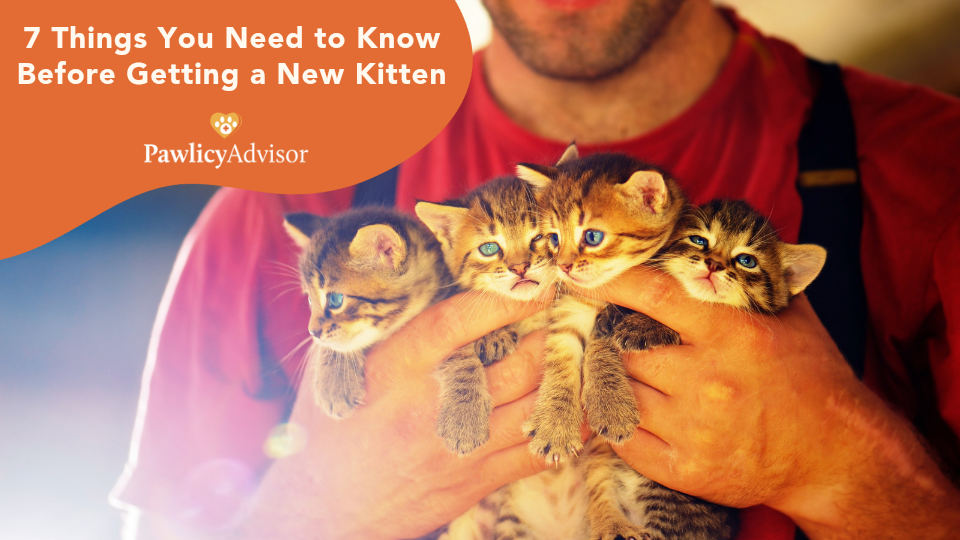 Thinking about getting a cat? Here are 7 must-know tips on raising kittens to read before bringing your new pet home.