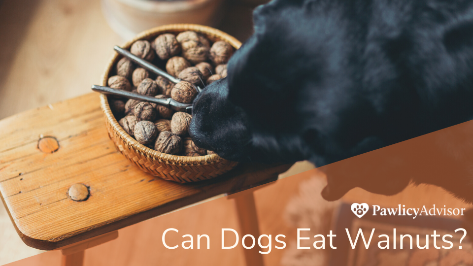 Dog looking at bowl of walnuts on table