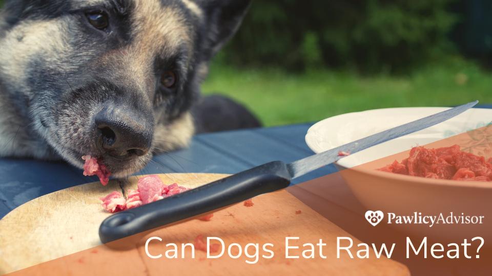 Dog eating raw meat off cutting board