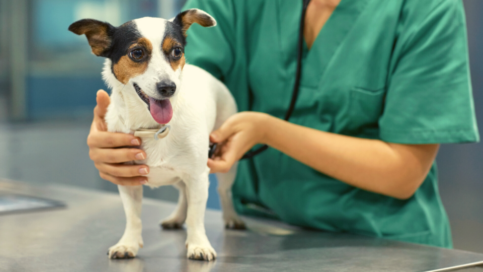 Dog examined by vet with stethoscope