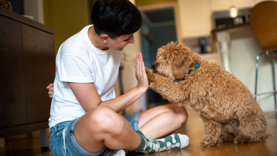 chow to train a puppy