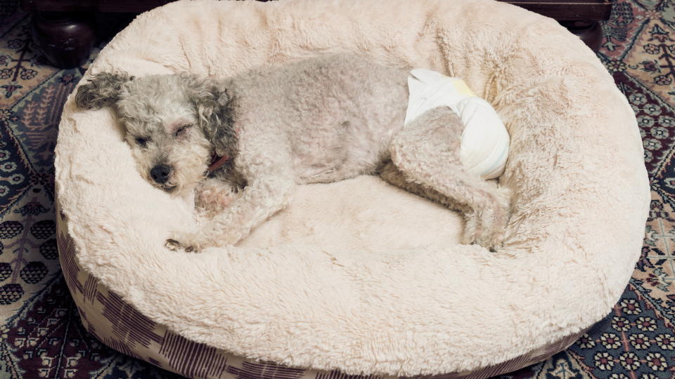 urinary incontinence in dog wearing diaper