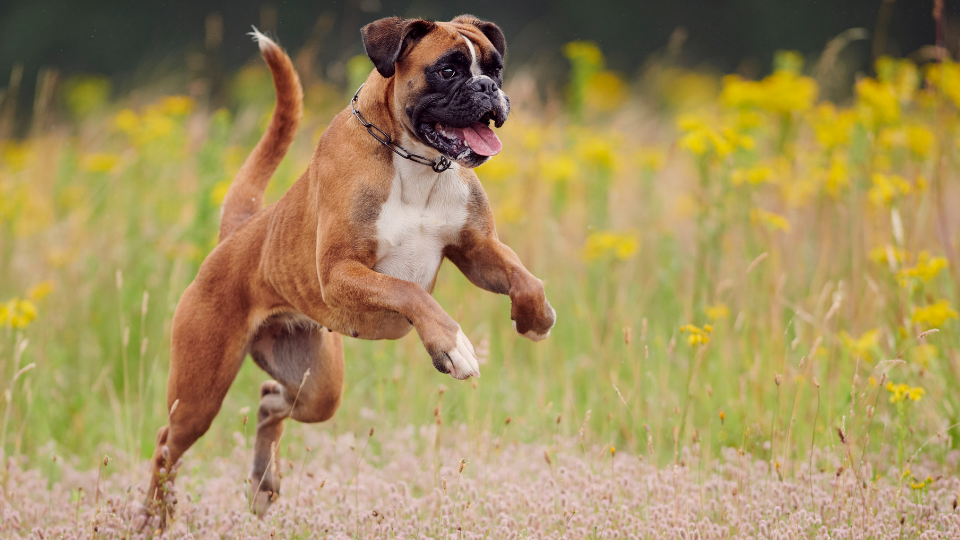 Boxer dog running