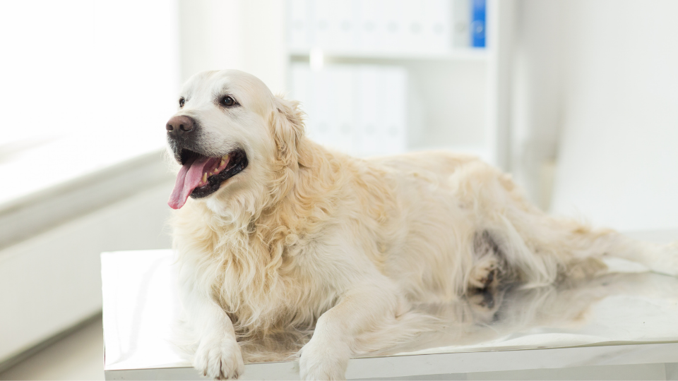 Lipomas are a type of benign, fatty tumor found in canines (and humans). Learn about what causes these lumps on dogs, how to treat canine lipomas, potential health risks, and more.