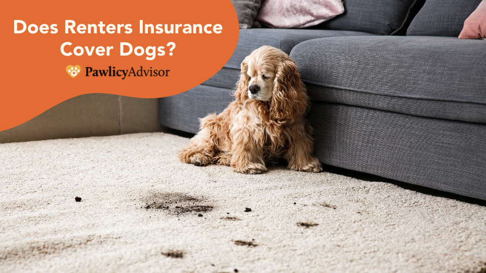 Does renters insurance cover dogs