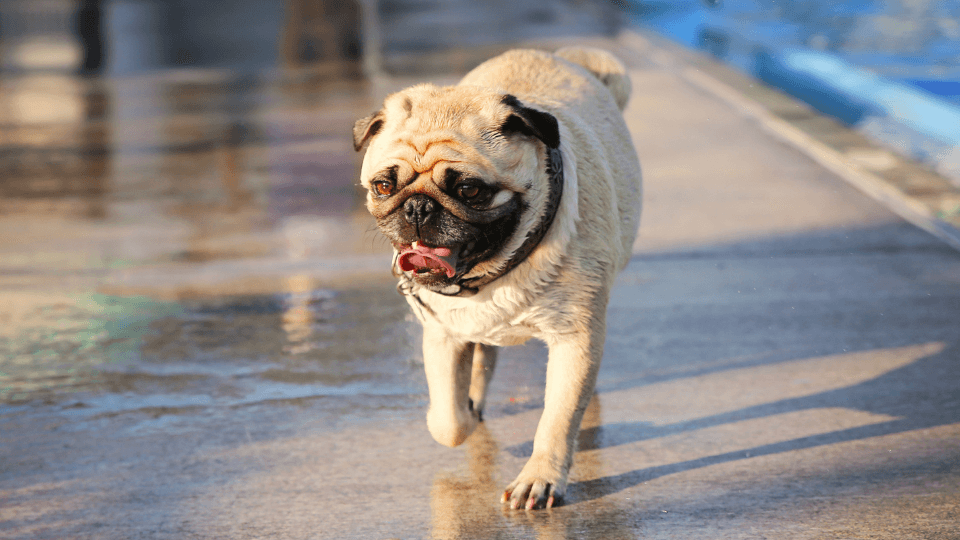 Pug patellar luxation