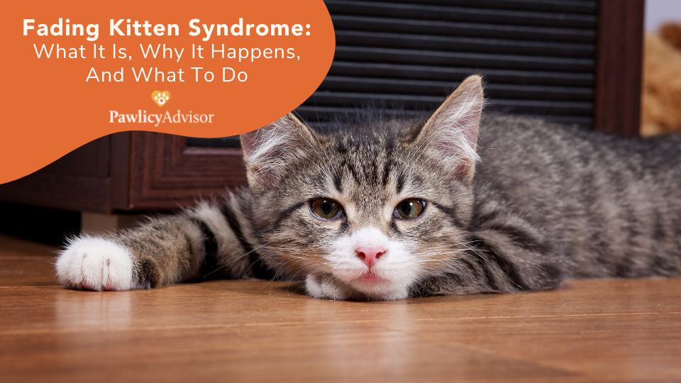 Learn what fading kitten syndrome is, how to tell if your pet may be afflicted, and what you can do to help your fading kitten.