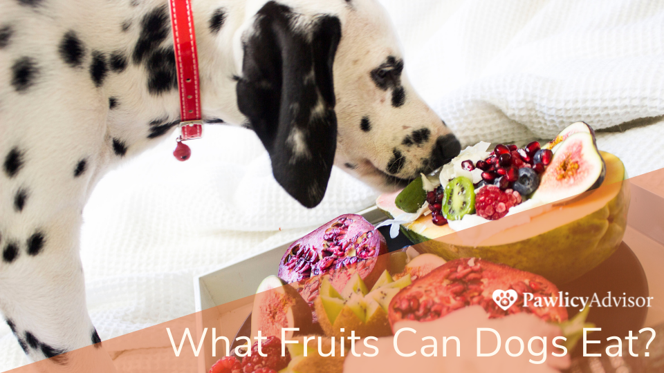 Dalmatian dog eating fruits on table