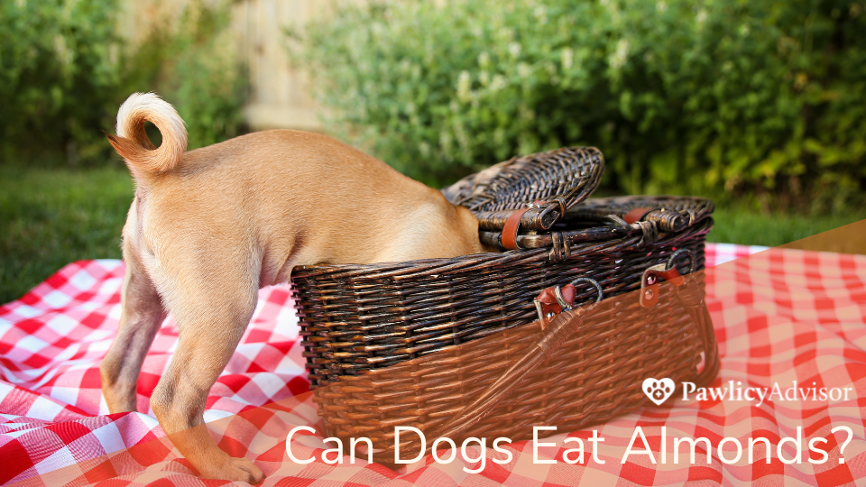 Dog reaching into picnic basket for food
