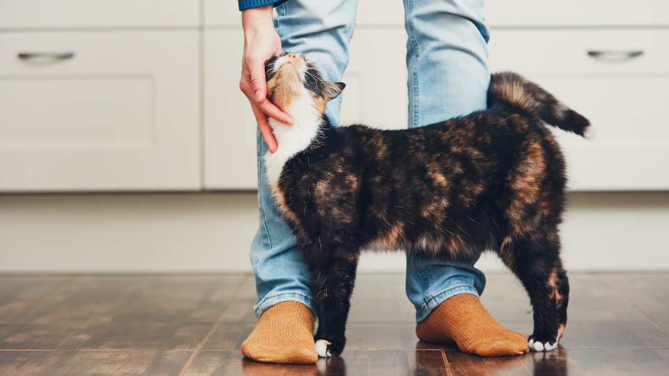 Learn about Nationwide’s plans, benefits, pricing and more. Our Nationwide pet insurance review can help you compare and determine which insurance provider is best for your needs.