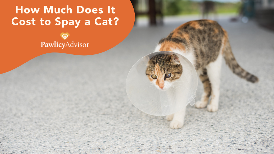 cost to spay a cat