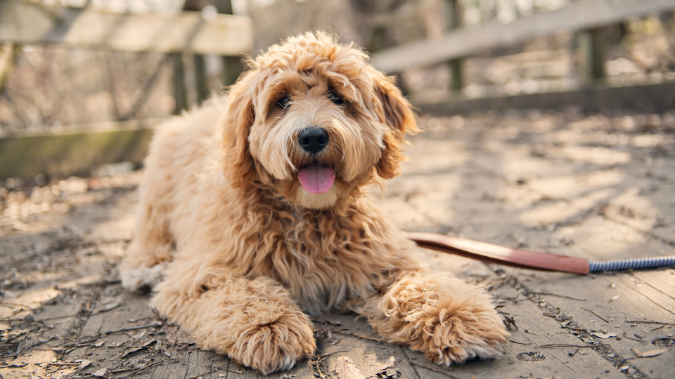 Curious about how big your puppy might get? Use our Labradoodle growth chart to see a weight estimate for each stage in their development.