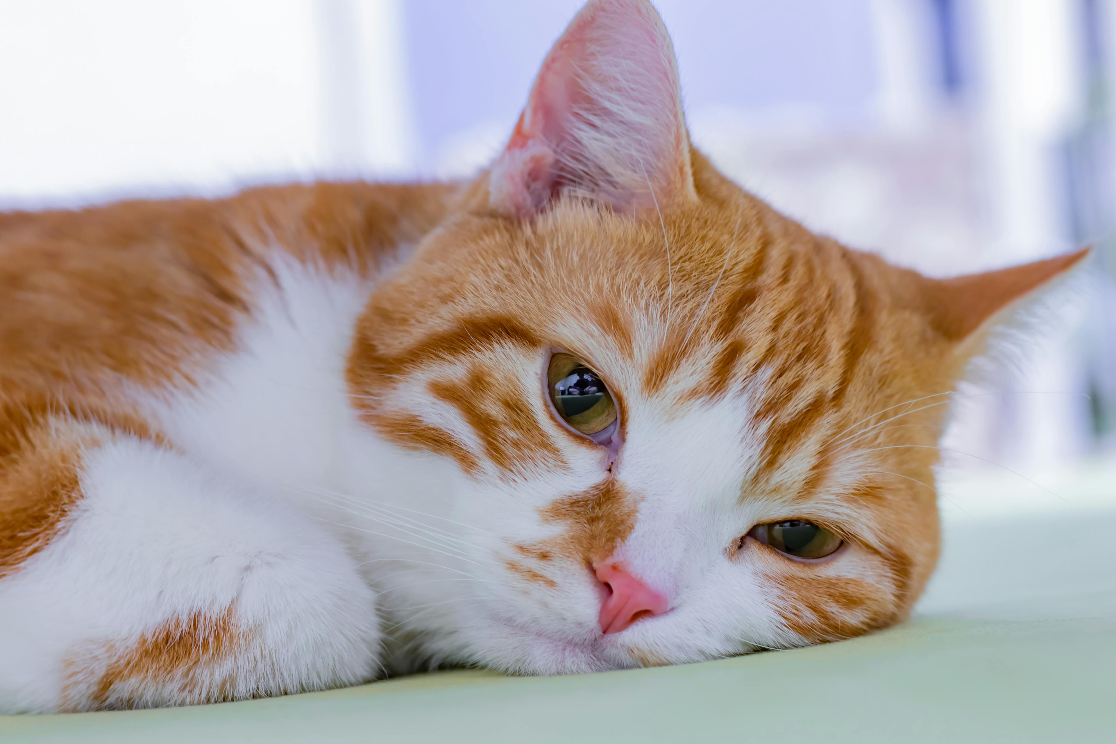 Feline panleukopenia virus (FPV), also known as distemper in cats, is a highly contagious, life-threatening condition caused by a parvovirus. Learn how to spot the symptoms.