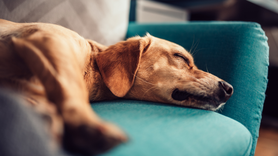 Close-up of dog sleeping on the couch