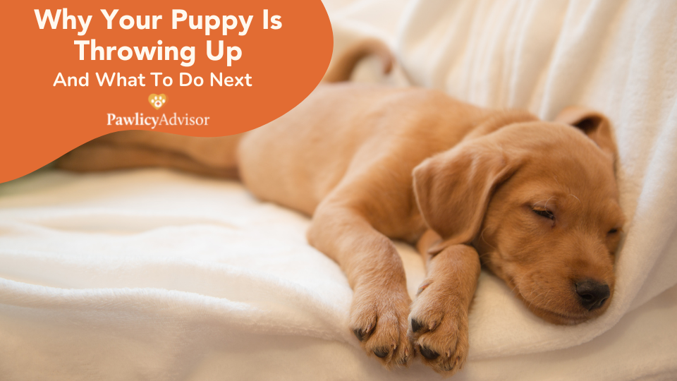 There are many reasons for puppy vomit, some much more serious than others. Learn why your puppy may be throwing up, what you can to do help, and when to call your vet.