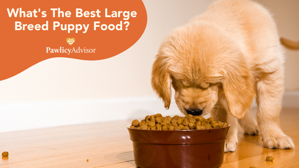 Learn the best food for large breed puppies, how much to feed, and when to switch diets from veterinarian Dr. Kate Boatright, DVM.