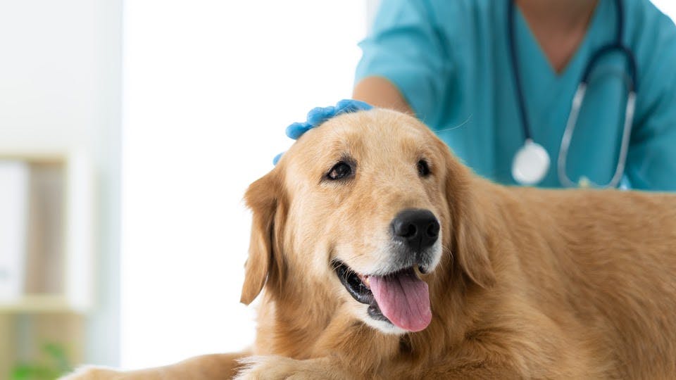 What is Leptospirosis in dogs and what causes it? Learn everything about its symptoms, transmission, diagnosis, and treatment from our Surgical Technician Aliyah. 
