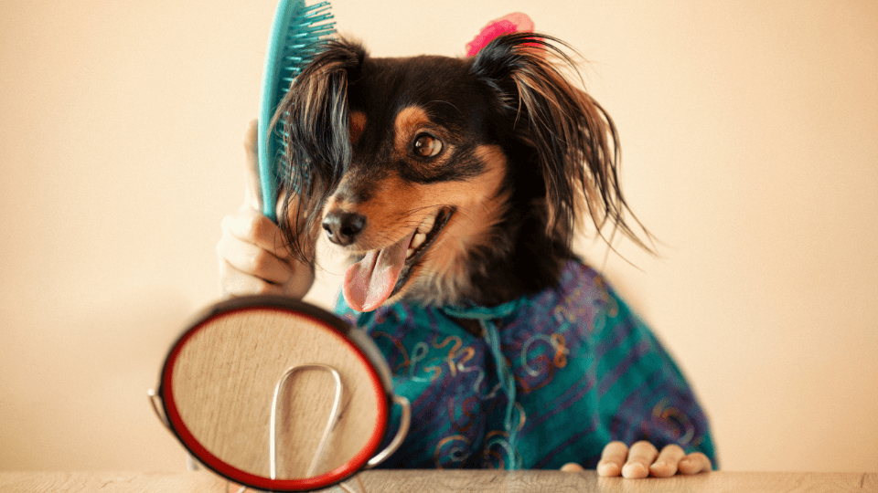 Dachshund acting like a ventriloquist dummy