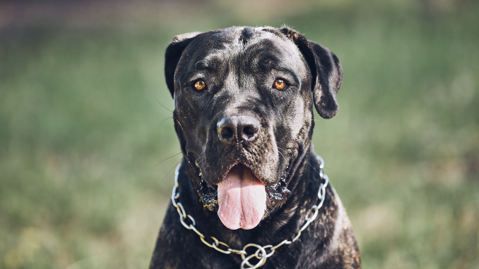 Is a Cane Corso the right dog for your family? Learn more about this breed, including the Cane Corso temperament, care requirements, and more.