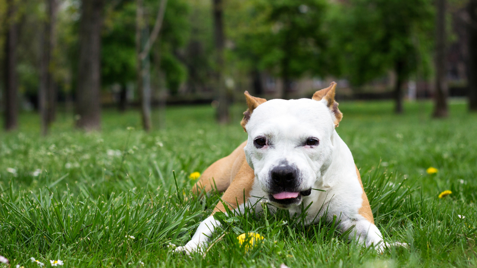 The majority of pet owners wonder why dogs eat grass. Learn more about this common habit from veterinary advisor Richard Walther, DVM.

