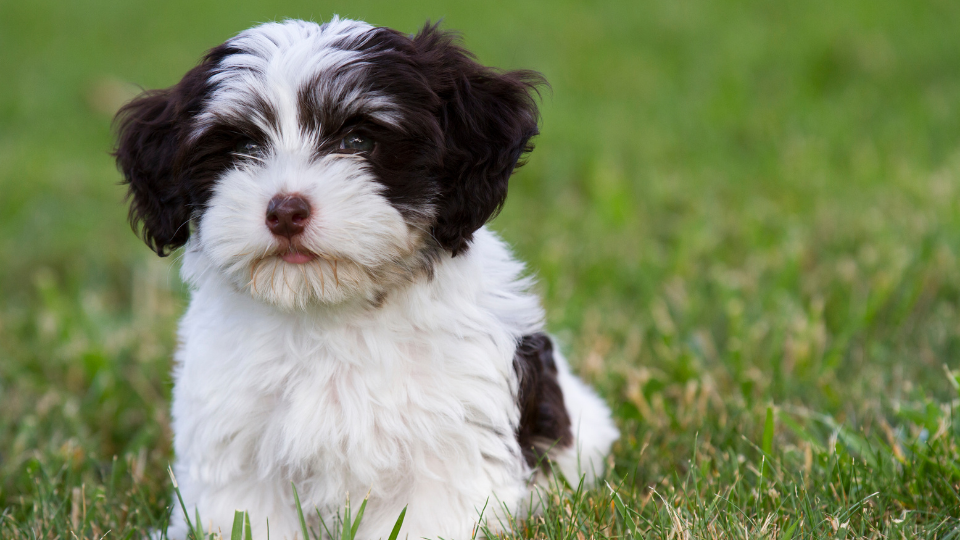 Havanese puppy with black and white spots