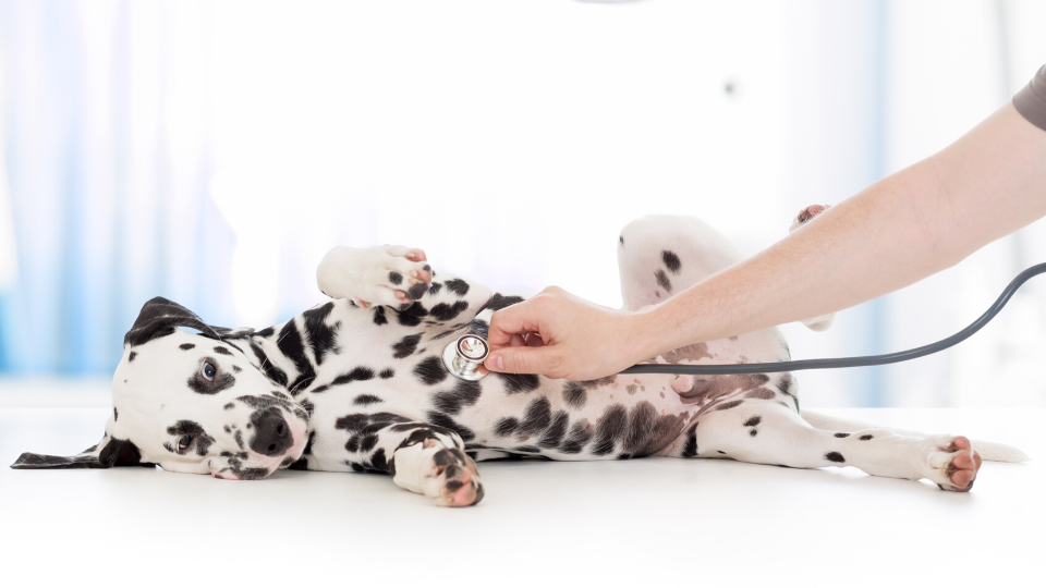 Is pet insurance is worth it for your dog or cat? We cover EVERYTHING pet parents should consider when making the decision to enroll in coverage.