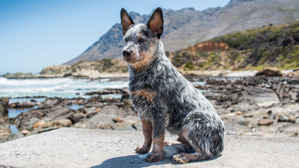 Our Blue Heeler size chart displays a healthy growth rate for the breed by weight and age. Use it to track your puppy's development and predict how big your full-grown Australian Cattle Dog will get.